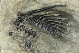 Spiny Leonaspis Trilobite - Partially Prepared #234994-1